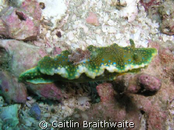 Nudibranch, taken at Julian Rocks 0n the 24/5/08 by Caitlin Braithwaite 